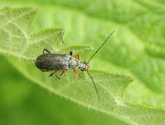 Cortodera femorata