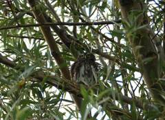 Glaucidium passerinum