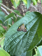 Phaeochlaena lampra