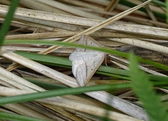 Petrophora chlorosata