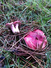 Russula xerampelina