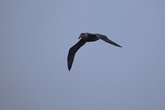 Macronectes giganteus