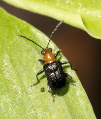 Lemini