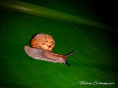 Caucasotachea leucoranea