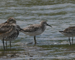 Calidris tenuirostris