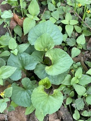 Viola missouriensis
