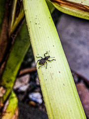 Metapocyrtus adspersus