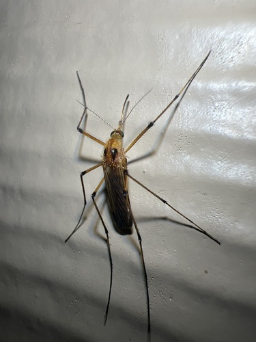 Aedes fulvus
