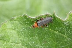 Cantharis