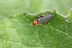 Cantharis