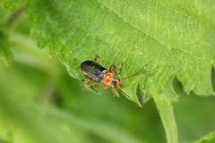 Cantharis