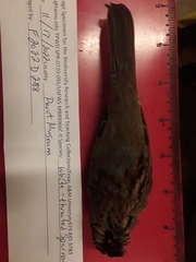 Zonotrichia albicollis