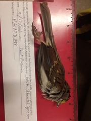 Zonotrichia albicollis