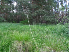 Sonchus palustris