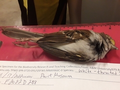 Zonotrichia albicollis