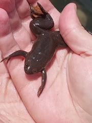 Xenopus muelleri