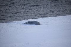 Leptonychotes weddellii