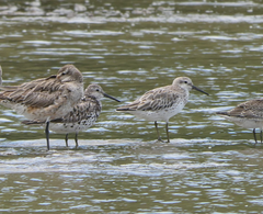 Calidris tenuirostris