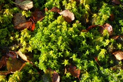 Sphagnum denticulatum