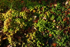 Sphagnum denticulatum