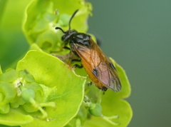 Arge melanochra