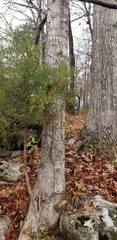 Quercus alba