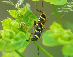 Clytus arietis
