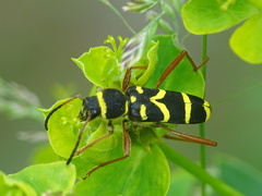 Clytus arietis