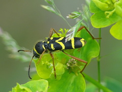 Clytus arietis