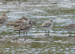 Calidris tenuirostris