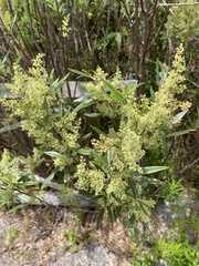 Searsia angustifolia