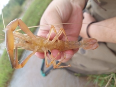 Macrobrachium lepidactylus