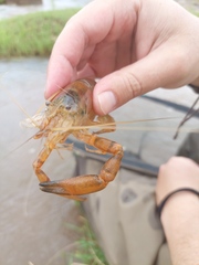 Macrobrachium lepidactylus