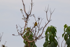 Pachyphantes superciliosus