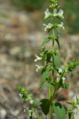 Stachys annua