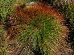 Trichophorum cespitosum