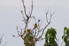 Pachyphantes superciliosus