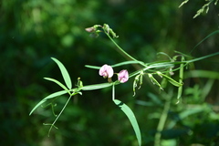 Lathyrus sylvestris