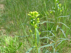 Euphorbia saratoi