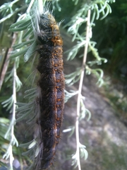 Bombycopsis capicola