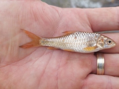 Labeobarbus marequensis