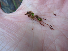 Tortula muralis muralis