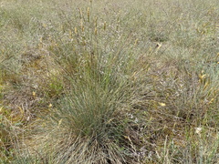 Festuca trachyphylla