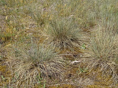 Festuca trachyphylla