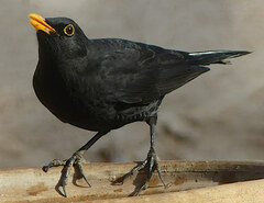 Turdus merula mauritanicus