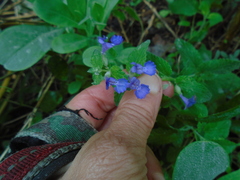 Nepeta racemosa
