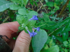 Nepeta racemosa