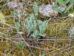 Helichrysum arenarium