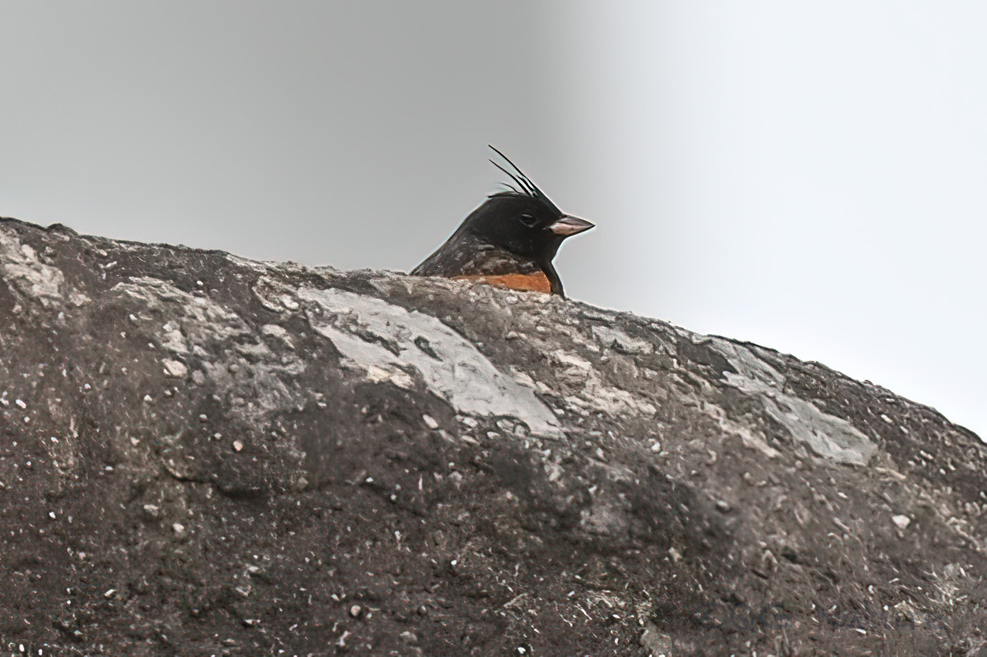 Crested Bunting