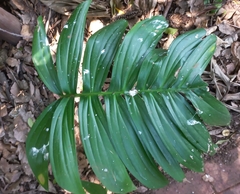 Rhaphidophora decursiva